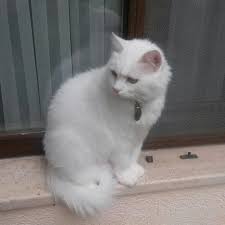 Pamuk Ankara Kedisi Yavru Kediler Kedi Cats