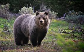 Maybe you would like to learn more about one of these? Brown Bear Wallpapers 71 Background Pictures