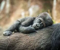 General information, zoo history, map, education program summary, animal photos and descriptions, and calendar of events. See Bronx Zoo Like A Local Top Tips For A Great Visit With Kids Mommypoppins Things To Do In New York City With Kids