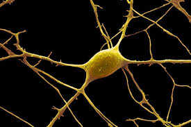 Neurons are the building blocks of the nervous system. Neuron Anatomy Nerve Impulses And Classifications