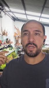 Replying to @jaimico215 , Las algas son aliados del ecosistema de tu  acuario, intentemos entender por qué aparecen las algas para saber cómo  eliminarlas., #plantasacuaticas #alga #fyp #pecera