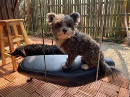 It's possible that the pet store did not. Yorkie Pomeranian Mix 6 Must Know Facts About Yoranians Perfect Dog Breeds