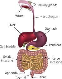 Pancreas secretes pancreatic juice which emulsifies starch, proteins and fats. Human Digestive System Edurev Class 10 Question