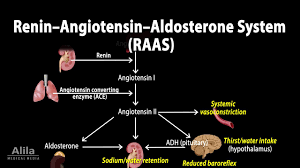 The renin angiotensin aldosterone system. What Is The Renin Angiotensin Aldosterone System