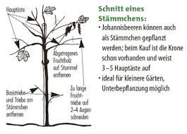 So kürzen sie rote und weiße johannisbeeren ein. Johannisbeeren Pflanzen Pflegen Und Schneiden Die Lubera Anleitung Fur Johannisbeeren