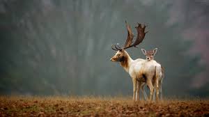 We have 61+ background pictures for you! Deer Autumn Cute Animals 4k Wallpaper 4 553
