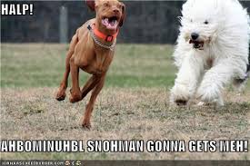 I Has A Hotdog Running Funny Dog Pictures Dog Memes Puppy Pictures Pictures Of Dogs Dog Pictures Funny Pictures Of Dogs Dog Memes Puppy Pictures Doge Cheezburger