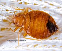 Live bugs or eggs may drop off while moving things educate yourself: Bed Bugs Clark Pest Control