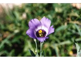 Image result for eustoma maurine
