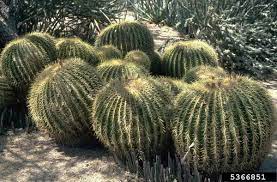 An abiotic factor is the water it's able to store and how even with the harsh son it loses almost nothing to aspiration. Adaptations For Barrel Cactus Miss Chen Garden Manage Gfinger Is The Best Garden Manage App