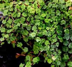 Image result for Ficus persicifolia