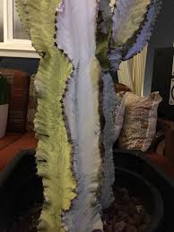 Fishhook barrel cactus (ferocactus wislizenii) has long spines that curve at the tips. Why Is My Cactus Turning Brown Quora