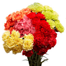 It was weird seeing that they sold it when i was visiting in oh. Vistaflor 150 Fresh Cut Assorted Carnations Fresh Flowers Ideal For Wholesale Florists Events Additional Colors And Sizes Walmart Com Walmart Com