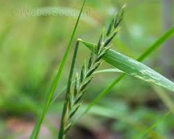 Image result for Lepturus repens