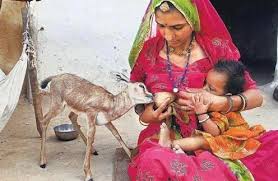 The Bishnois India S Original Environmentalists Who Inspired The Chipko Movement Ecologise