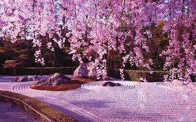 If you're looking for the best sakura wallpaper then wallpapertag is the place to be. Sakura Wallpaper For Android Apk Download