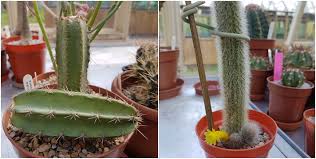 Take a section of up to five segments from the end of a stem. Propagating From Cuttings Cact Us Com
