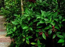 Image result for Psychotria moninensis