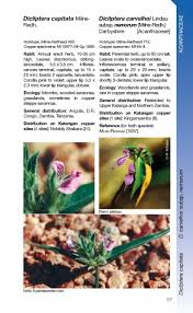 Image result for Dicliptera carvalhoi