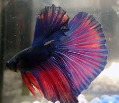 Betta splendens super delta, halfmoon, overhalfmoon, dumbo pez betta super delta ▻sígueme en luchowhat.net. Betta Fish Live Super Delta Red Male Betta Fish Bettafish Betta Betta Fish Halfmoon Betta