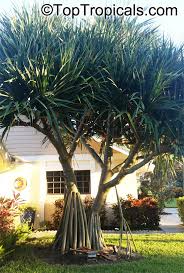 Image result for Pandanus sp. B