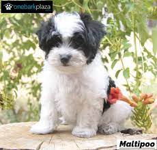 Cute Maltipoo For Sale Maltipoo Puppy Maltipoo Dog Maltipoo