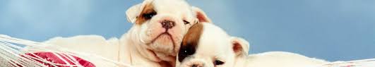 Get matched with your new puppy online here at vip puppies. French Bulldog Puppies For Sale English Bulldog Puppies For Sale New Jersey New York Pennsylvania