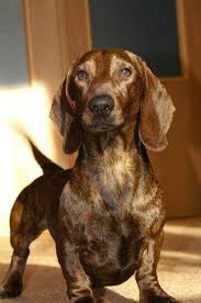 Black And Tan Reverse Dapple Dachshund C9ac69a89342dcb4c8bda9d801b517b4 Jpg 401 604 Dachshund Puppy Miniature Funny Dachshund Dachshund Lovers