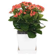Shop By Brand White Ceramic Planter Flower Planters Planters