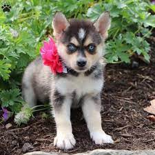 Jada Pomsky Puppy Pomsky Dog Pomsky Puppies Cutest Dog Ever