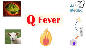 Image result for Q Fever