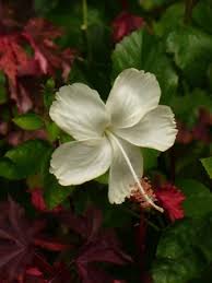 Find here details of companies selling flowering plant, for your purchase requirements. Dainty White White Swan Hibiscus Tropical Plants Almost Eden