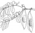 Image result for Secamone stuhlmannii