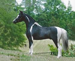 Black And White Mustang Horse For Sale Image Result For Black And White Miniature Horse Miniature Horse Horses Mini Horse