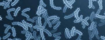 Image result for Legionella