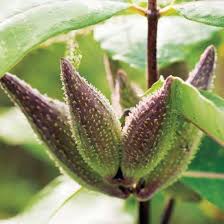 Milkweed Benefits Plant Profiles Heirloom Gardener Milkweed Milkweed Plant Plants