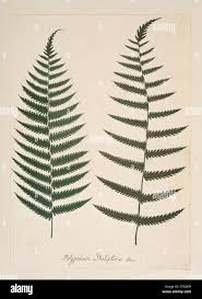 Image result for Christella gueinziana