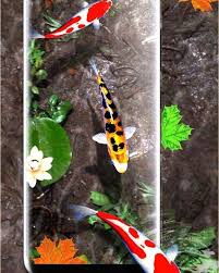 Having live colorful fishes wallpaper free.the live fish screen saver is the best koi live 3d screensaver with new realistic fish moving animations as a aquarium live wallpaper 2021.the live koi theme hd. Pin By Hnin Ei Zar On Live Wallpapers Fish Wallpaper Fish Background Goldfish Wallpaper