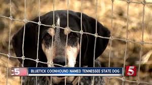 Join millions of people using oodle to find puppies for adoption, dog and puppy listings, and other pets adoption. Bluetick Coonhound Named Official Tennessee State Dog Youtube