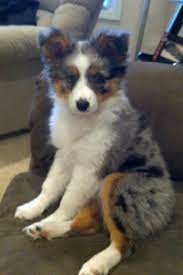 Pin On Fur Babies