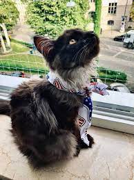 Последние твиты от wolf, yes that is my name. Wolfcat Wolf Cat Shadow The Wolfcat Facebook