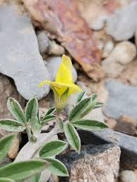 Image result for Lotononis bainesii