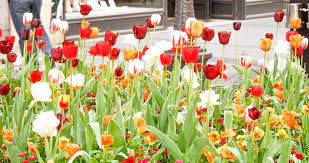 Was aber auf keinen fall. Tag Der Tulpen National Tulip Day Usa 13 Mai 2021