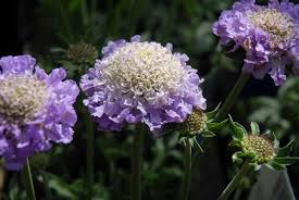 Image result for Scabiosa columbaria