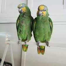 Our pricing is comparable to your other options. The Pet Sitter Domestic Pets Home Club Me