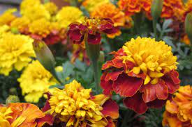 Aim to keep your houseplants away from heating vents and drafty areas of your home. 20 Beautiful Mosquito Repelling Plants Hgtv