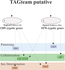 While haploid and diploid cells may bear close associations, the two are completely different in a number of ways. Transcriptome Analysis Of Honeybee Apis Mellifera Haploid And Diploid Embryos Reveals Early Zygotic Transcription During Cleavage