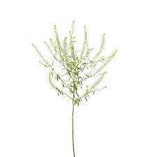Image result for Lepidium