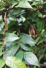 Image result for Oncinotis tenuiloba