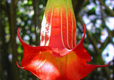 Maybe you would like to learn more about one of these? Que Es Y Como Actua La Escopolamina Burundanga Articulos Intramed